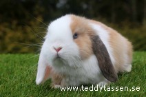Teddytassens Polka